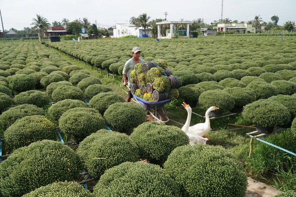 Năm nay nông dân Bến Tre trồng khoảng 1,5 triệu chậu cúc mâm xôi.