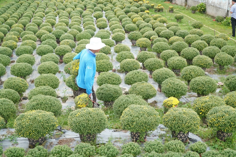 Để tôn vinh ngành nghề chính của địa phương, huyện Chợ Lách đã lên kế hoạch tổ chức Lễ hội hoa kiểng từ ngày 8 đến 12/1 với nhiều hoạt động, trong đó nổi bật nhất là xây dựng đường hoa dài 15km đạt kỷ lục Việt Nam.