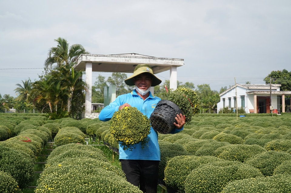 Nông dân phấn khởi với vụ hoa cúc mâm xôi năm nay.