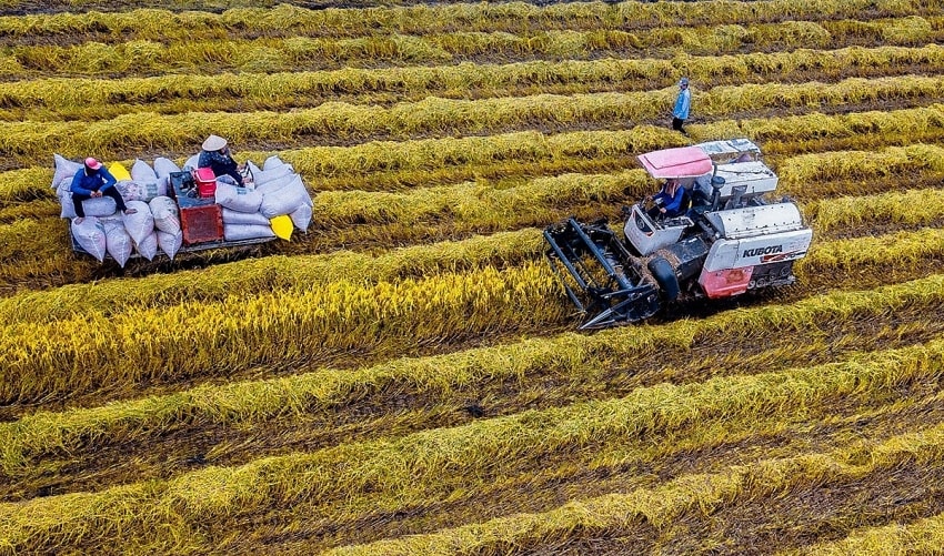 Biến 8.000ha trồng mía thành 'cứ điểm' tín chỉ carbon, Lasuco (LSS) 'vừa sản xuất đường, vừa bán không khí'