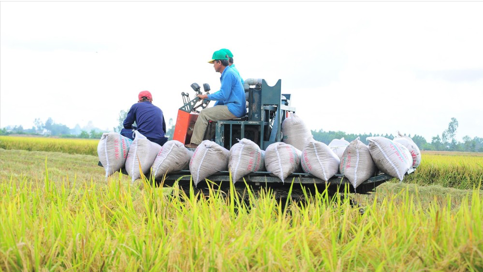 Giá lúa gạo hôm nay 12/1: gạo có xu hướng giảm tiếp. Ảnh minh hoạ. 