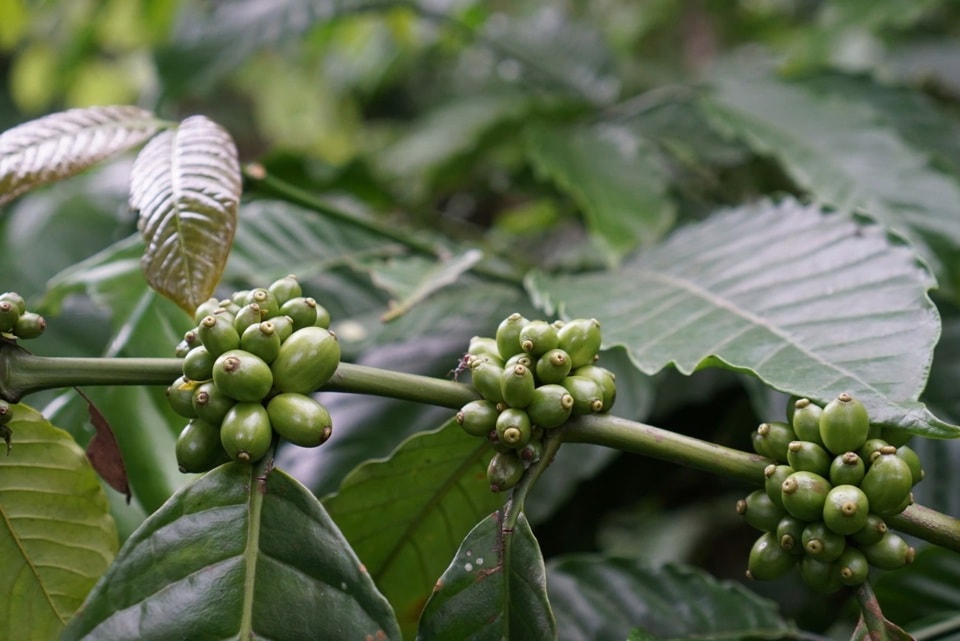 Giá cà phê hôm nay 13/1/2025: nhận định cà phê tuần này, Arabica sáng cửa tăng