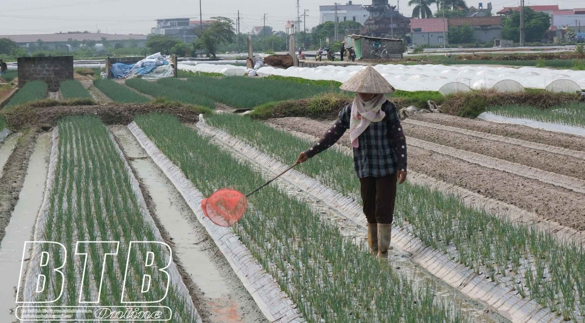 Nông dân Thái Bình 'lật ngược thế cờ': Bỏ lúa trồng rau, dễ chăm, thu nhập ổn định