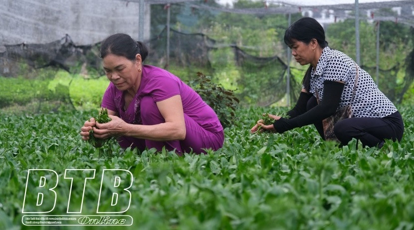 Nông dân Thái Bình 'lật ngược thế cờ': Bỏ lúa trồng rau, dễ chăm, thu nhập ổn định