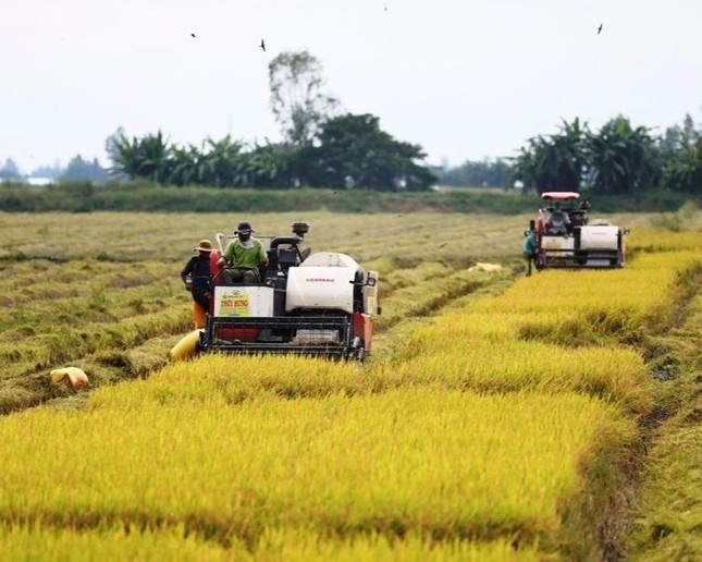 Giá gạo xuất khẩu giảm kỷ lục, tiểu thương dừng mua bán ảnh 2