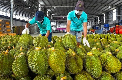 Sầu riêng Việt Nam ‘tăng tốc’ xuất khẩu sang Trung Quốc, rút ngắn khoảng cách với 'ngôi vương' của Thái Lan