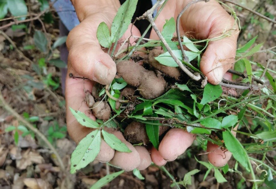 Loại rễ cây dại được coi là 'dược vương', giá đắt như vàng, đào lên bán đi thu cả chục triệu đồng/kg - ảnh 1