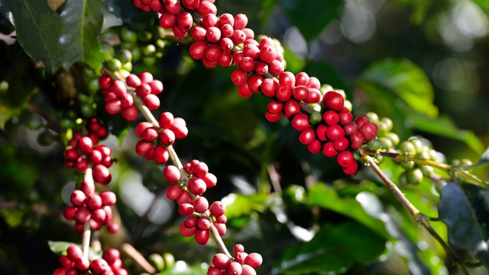 Giá cà phê hôm nay 19/1/2025: Robusta thêm 40 USD/tấn, Đắk Lắk-Đắk Nông tăng nhẹ