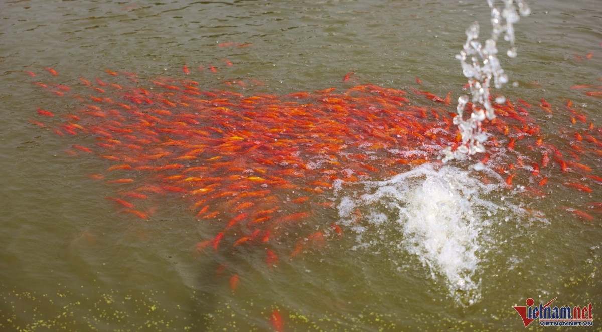 'Thủ phủ’ cá chép đỏ 'đổ bộ' thị trường với 30 tấn cá đúng dịp Tết ông Công ông Táo