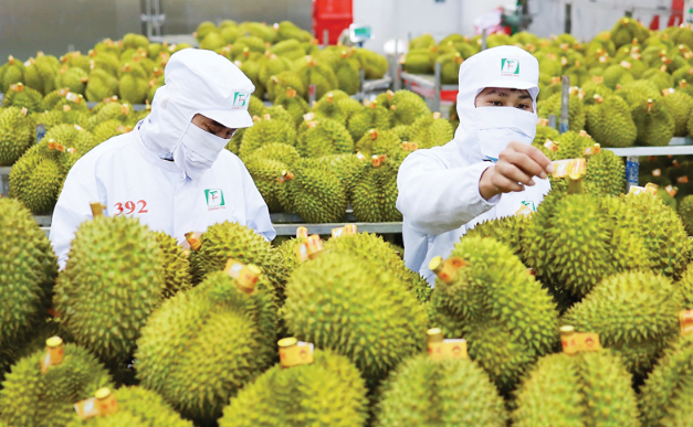 ‘Vua trái cây’ của Việt Nam được lòng người dân Trung Quốc: Nông dân bội thu, chia nhau hàng chục nghìn tỷ