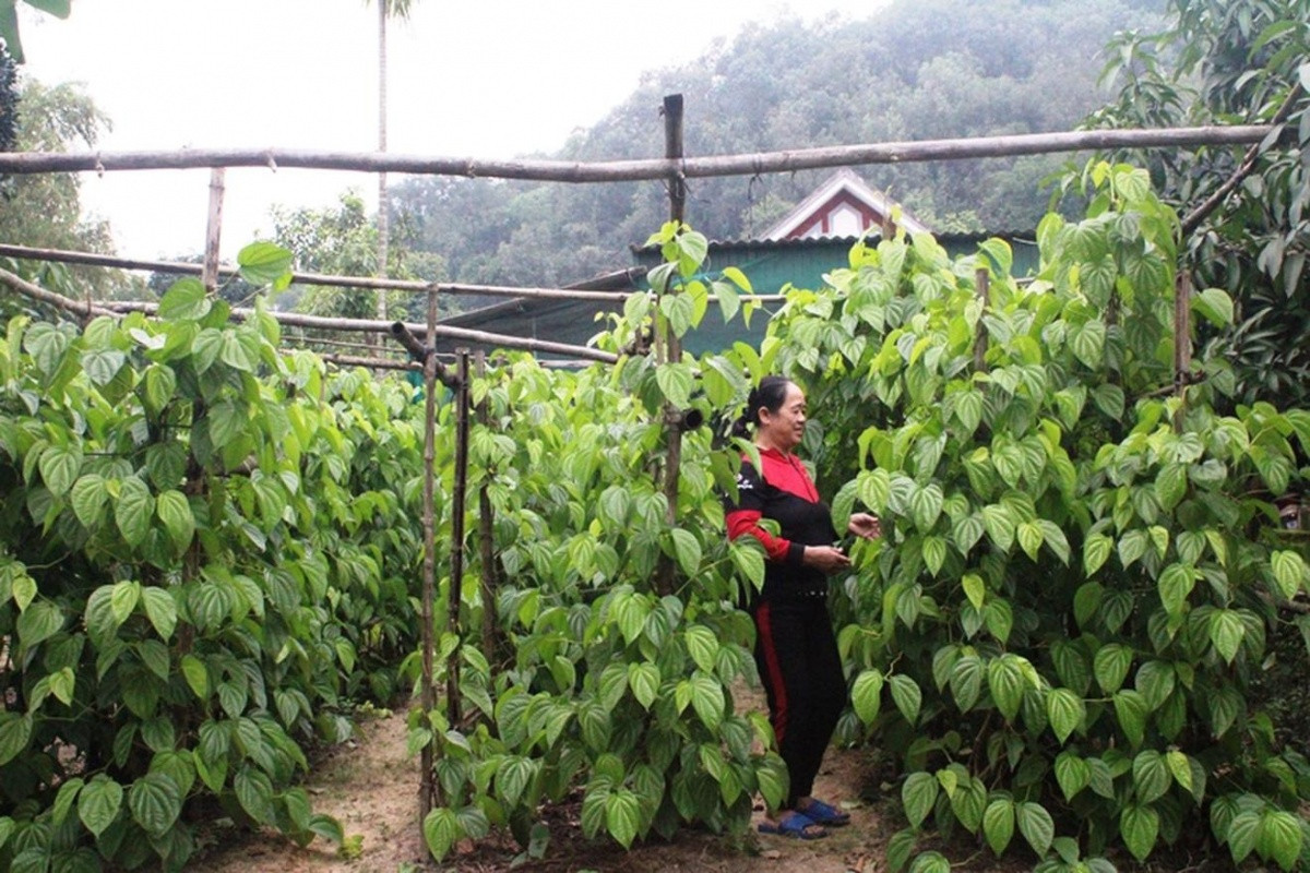 'Đếm lá ra tiền triệu', làng nghề truyền thống bội thu dịp Tết