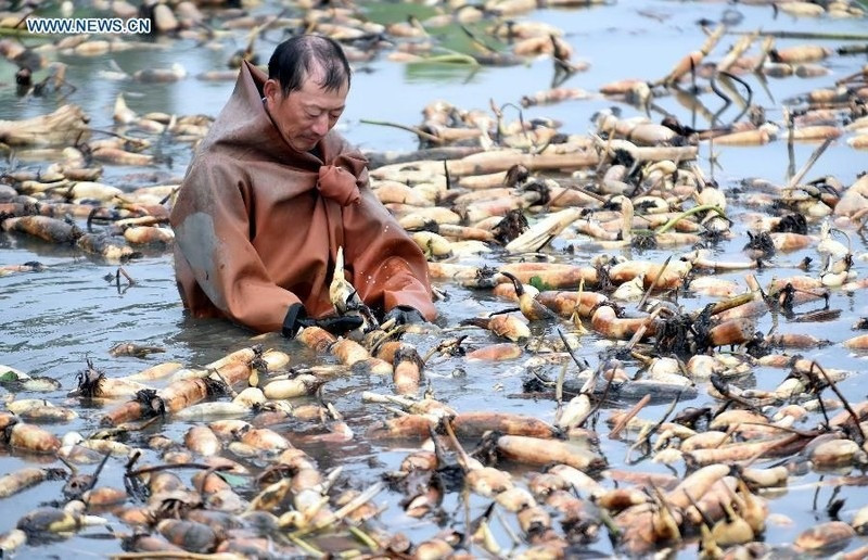 Nghề lội bùn đào đặc sản trắng nõn với mức lương không tưởng