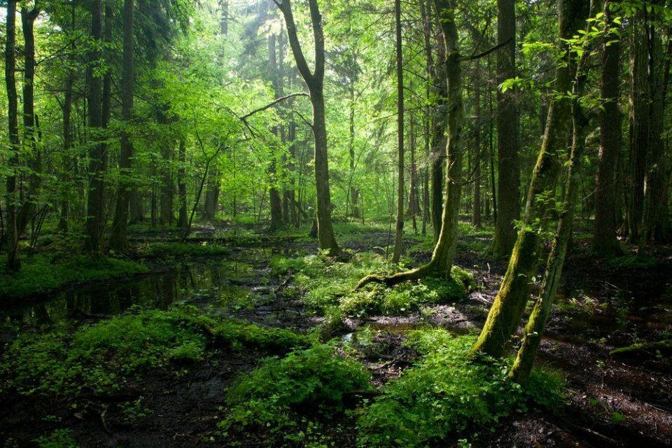 Białowieza National Park - Poland Travel (EN) PROD