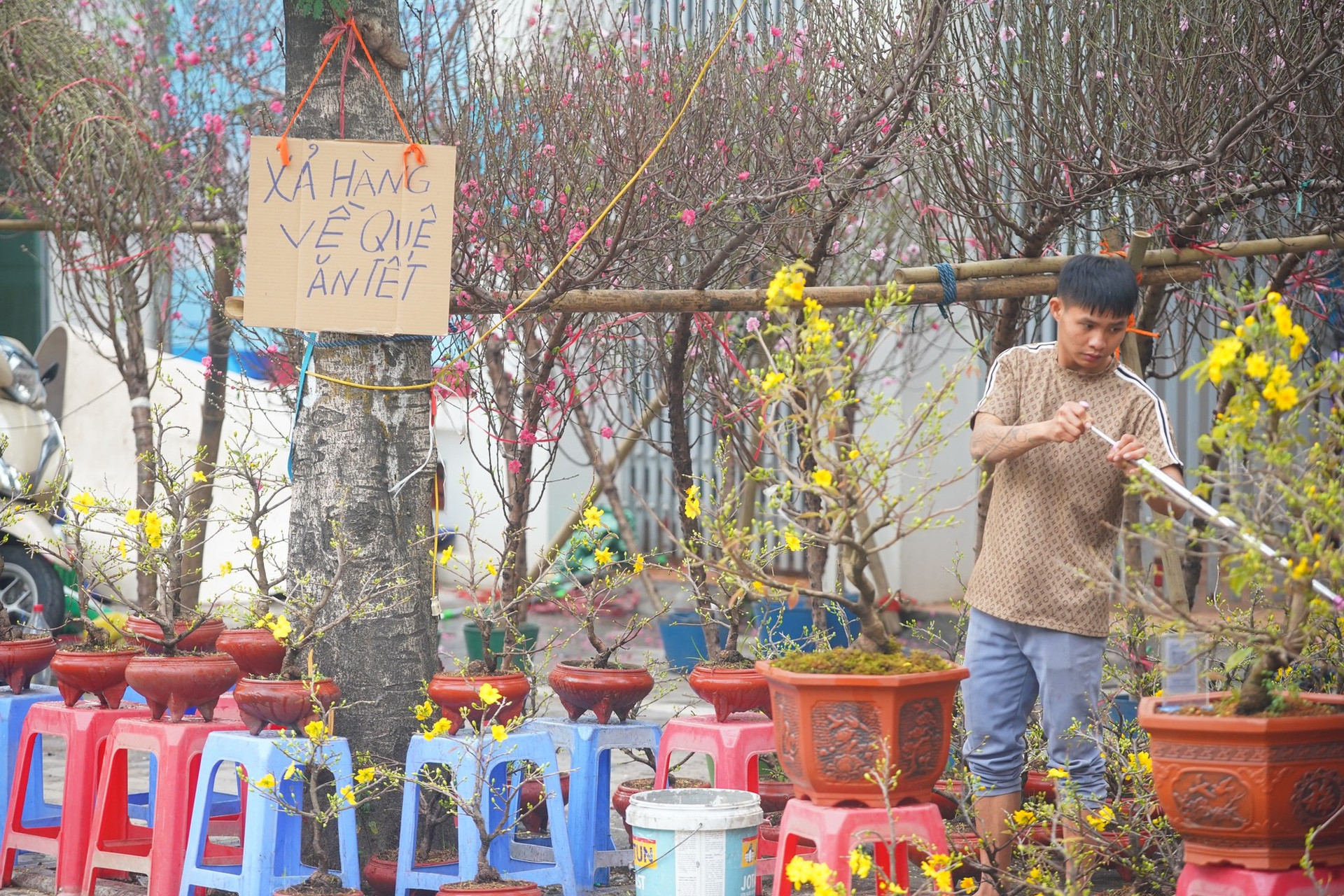 Hà Nội: Mai vàng ế ẩm, tiểu thương giảm giá, xả hàng sớm ảnh 15