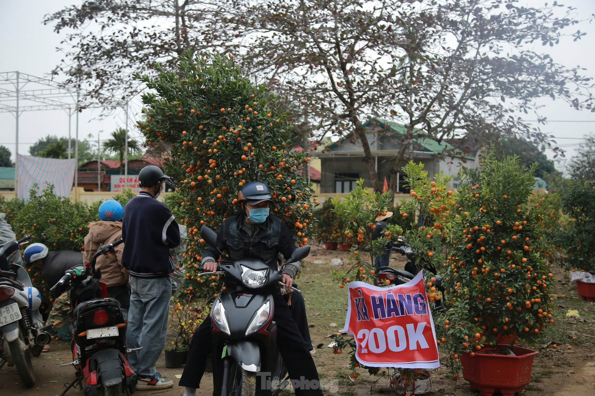 Đào, quất ế ẩm ngày cuối năm, tiểu thương nói 'Tết không vui nổi' ảnh 3