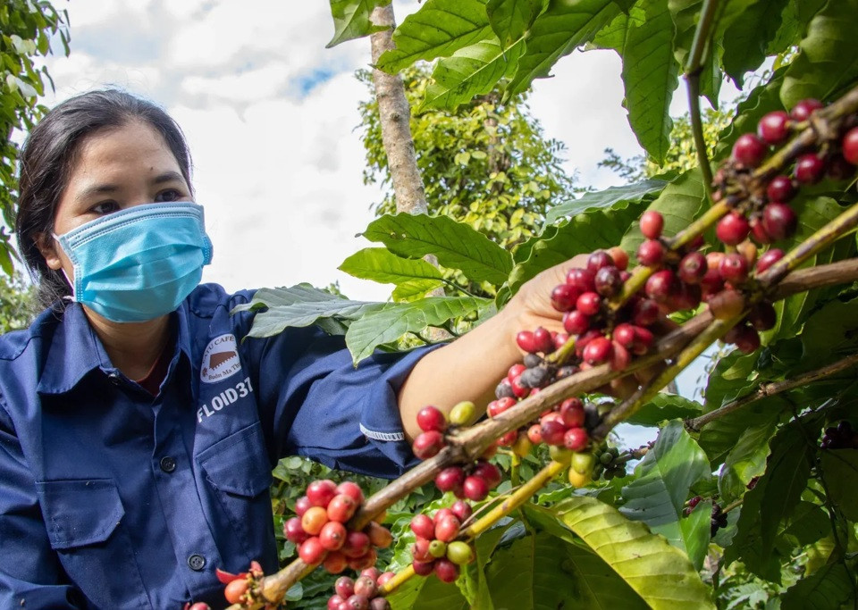 Giá cà phê hôm nay 1/2/2025: Arabica tiếp tục tăng giữa căng thẳng nguồn cung