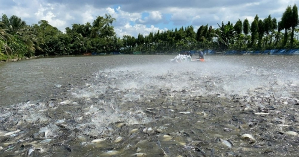 Việt Nam sở hữu 'kho báu dưới nước' được 2/3 thế giới săn đón, thu về 2 tỷ đô trong năm 2024: Trung Quốc, Mỹ 'chốt đơn' nhiều nhất