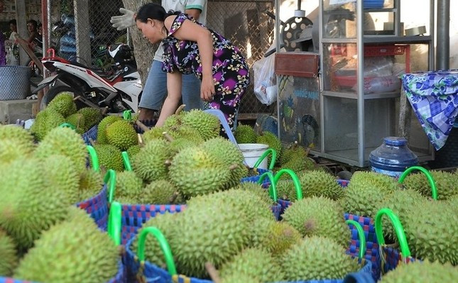 Thấy gì từ việc giá sầu riêng giảm quá sốc? ảnh 1