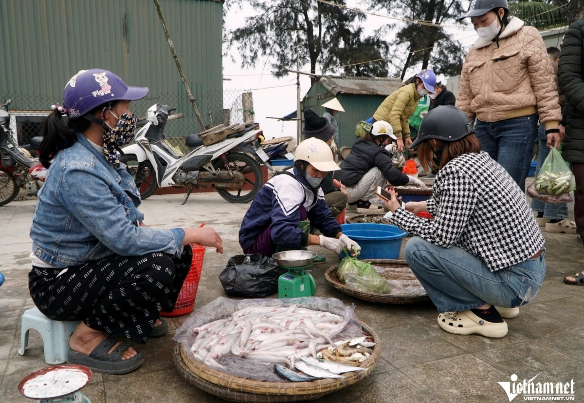 Ngư dân Thanh Hóa kiếm hàng chục triệu/ ngày nhờ đặc sản mềm, ngon