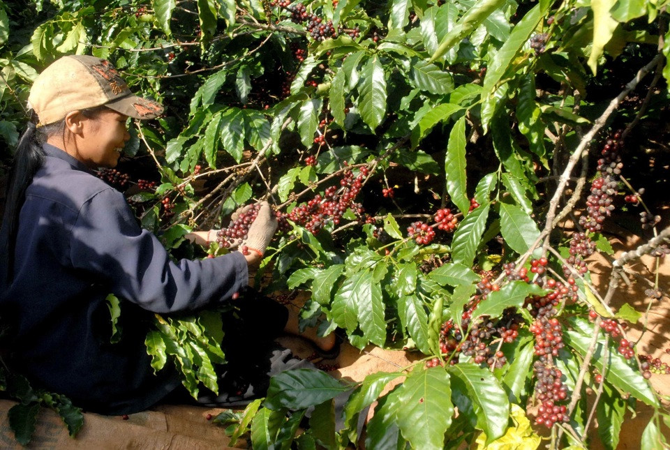 Giá cà phê hôm nay 8/2/2025: 2 nguyên nhân khiến Arabica không lập tiếp kỷ lục