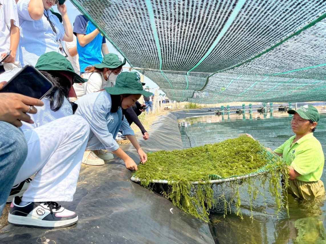 Người đàn ông nhân giống đặc sản tỷ đô thành công tại vùng biển Khánh Hòa