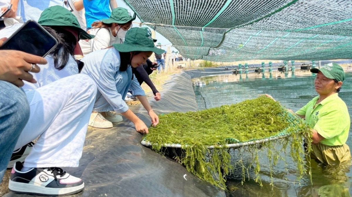 Người đàn ông nhân giống đặc sản tỷ đô thành công tại vùng biển Khánh Hòa