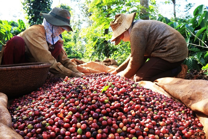 Cà phê Việt 'mở hàng' hoành tráng đầu năm: Thu về 763 triệu USD, lập kỷ lục lịch sử