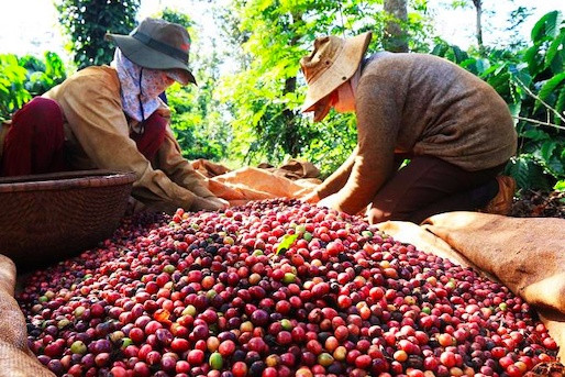 Cà phê Việt Nam xuất khẩu giảm mạnh, doanh thu vẫn lập kỷ lục nhờ giá tăng cao