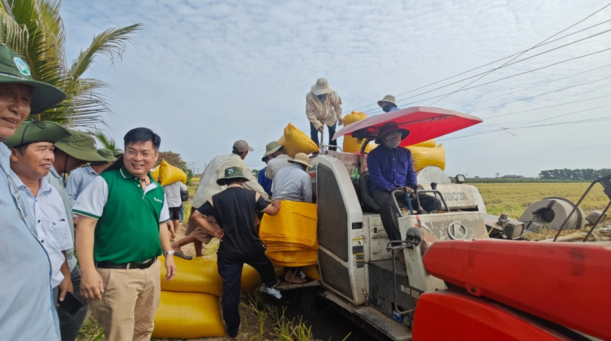 Nông dân Tiền Giang 'trúng lớn' nhờ trồng lúa tím 'thần kỳ'