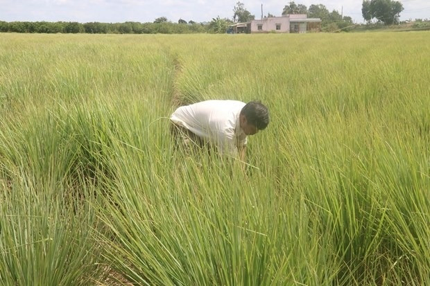 Nông dân Tiền Giang 'bắt sóng' cây trồng mới: Loại cây thơm nức, dễ chăm mà thu hoạch cao gấp 3 lần trồng lúa!