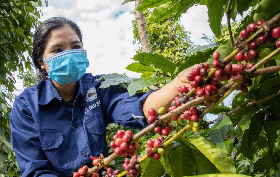 Giá cà phê hôm nay 13/2/2025: 2 sàn tiếp tục tăng, Arabica chưa có điểm dừng