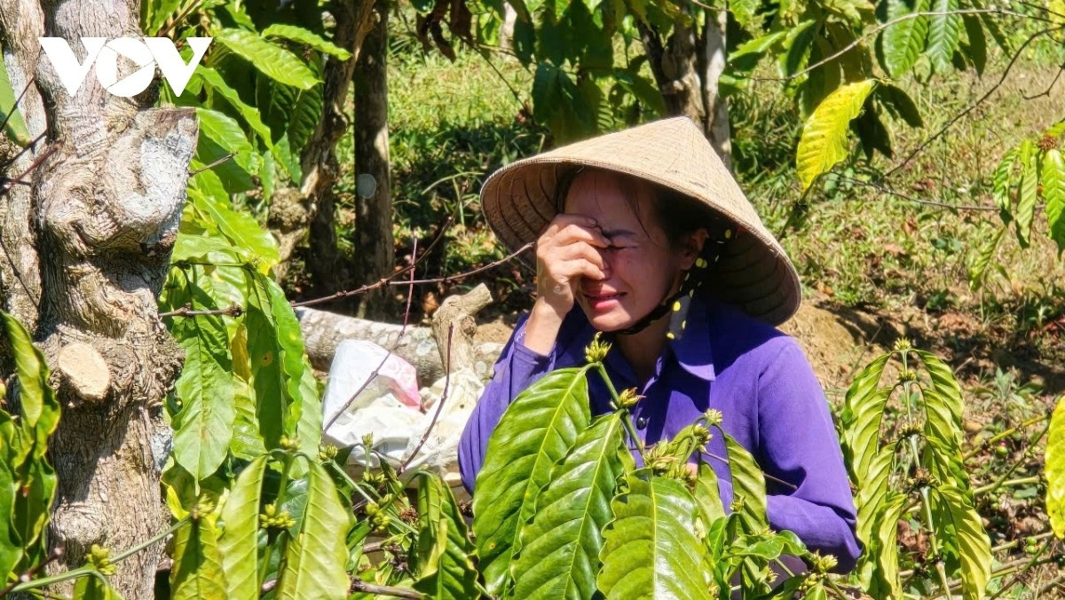 Hàng trăm trụ tiêu, cà phê bị chặt phá trong đêm, mẹ đơn thân khóc trong tuyệt vọng