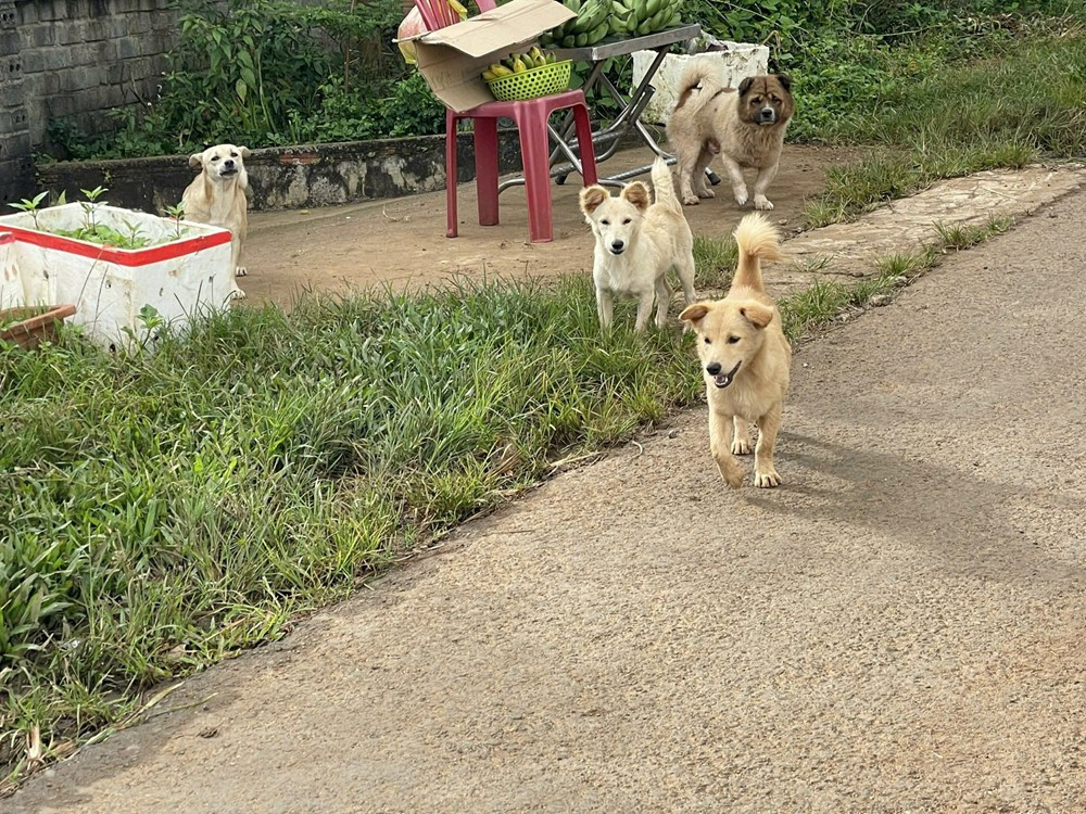 Người đàn ông bị dại, tử vong sau 2 năm bị chó cắn - ảnh 1