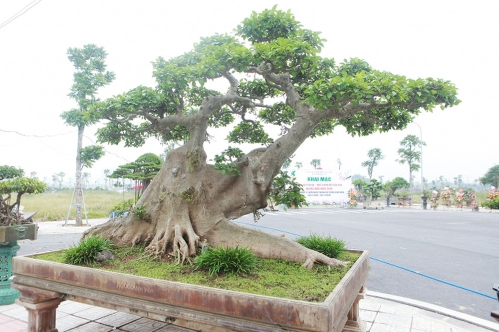 Loại cây quen thuộc ở quê lên chậu thành 'siêu cây' trị giá 10 tỷ đồng: Có tuổi đời hơn 100 năm, riêng bộ rễ dài khoảng 3m - ảnh 1