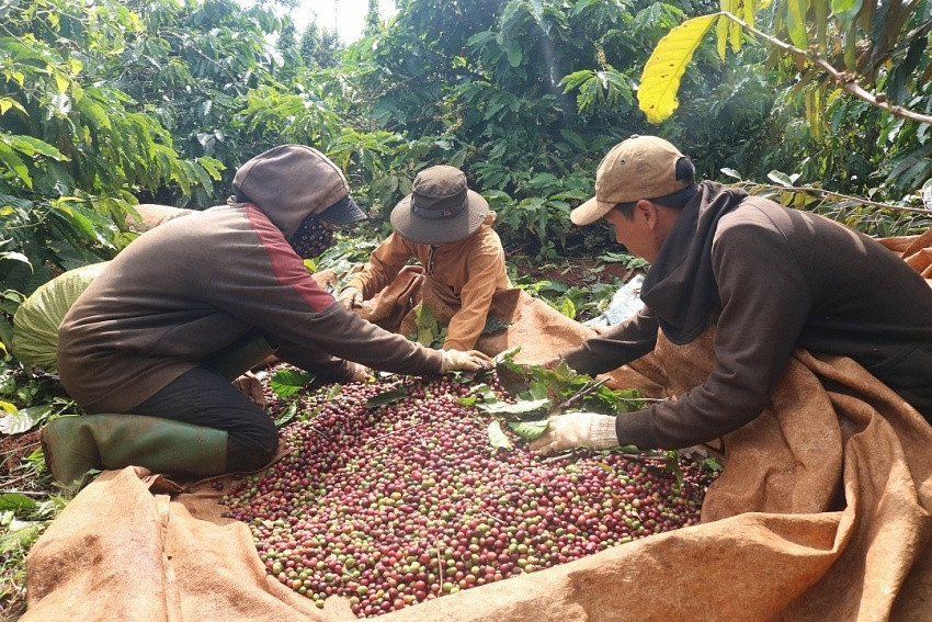 Lạ lùng vụ công nhân đóng BHXH bằng cà phê: Giám đốc khẳng định đúng quy định