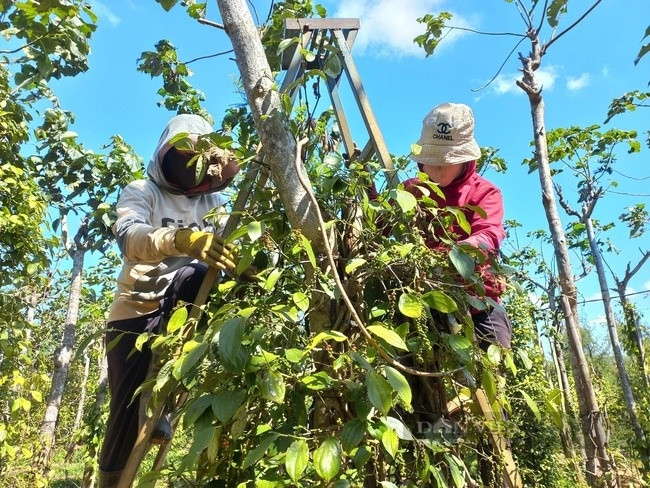 'Vàng đen' sốt giá, nông dân Việt trồng tiêu 'hái lộc trời' giữa lúc nguồn cung toàn thế giới khan hiếm