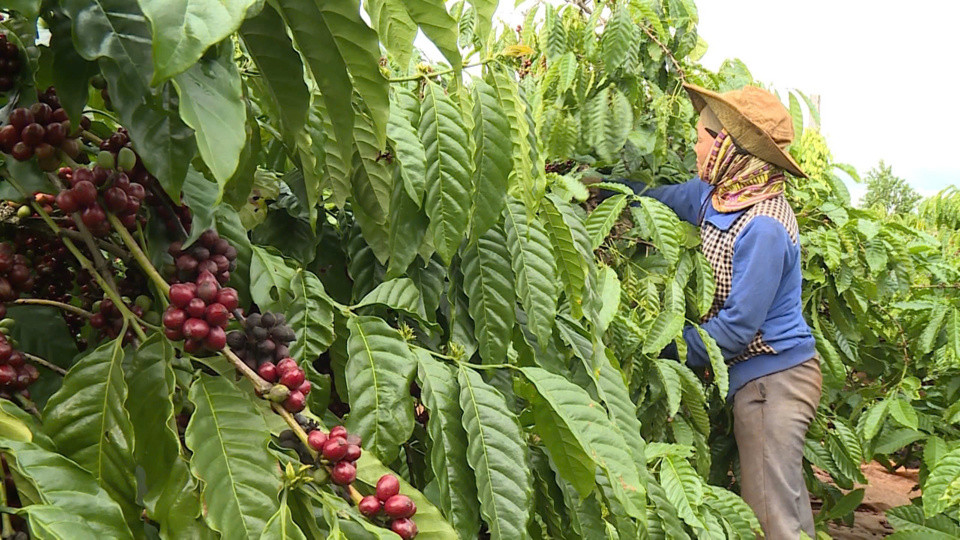 Giá cà phê hôm nay 18/2/2025: tình cảnh bán hàng trái ngược của Robusta và Arabica