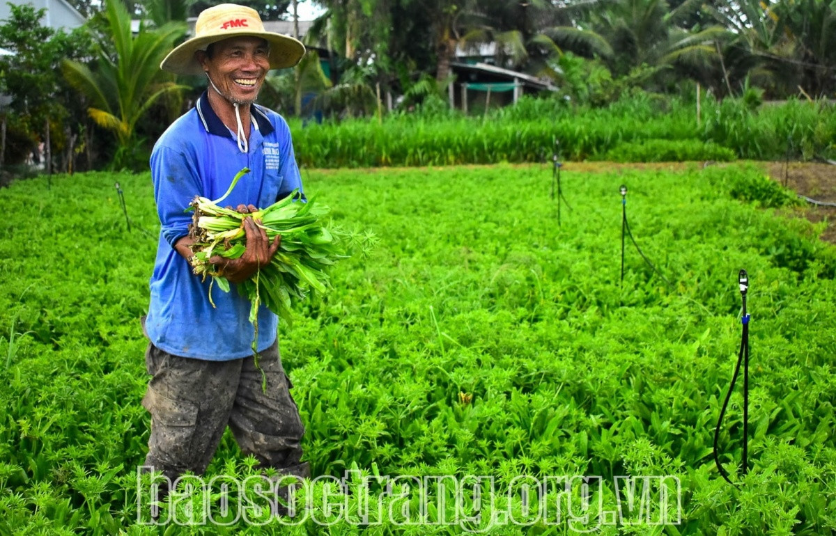 Loại rau bình dân bỗng ‘lên hương’, nông dân Sóc Trăng phấn khởi đón ‘mùa vàng’