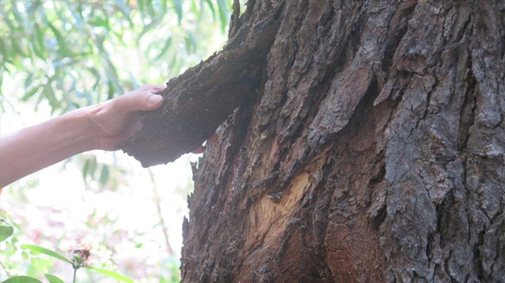 Loài cây quý hiếm hàng đầu thế giới, chỉ có ở Việt Nam: Không chỉ dùng để đóng tàu thuyền, kèo cột mà còn phòng hộ - ảnh 1