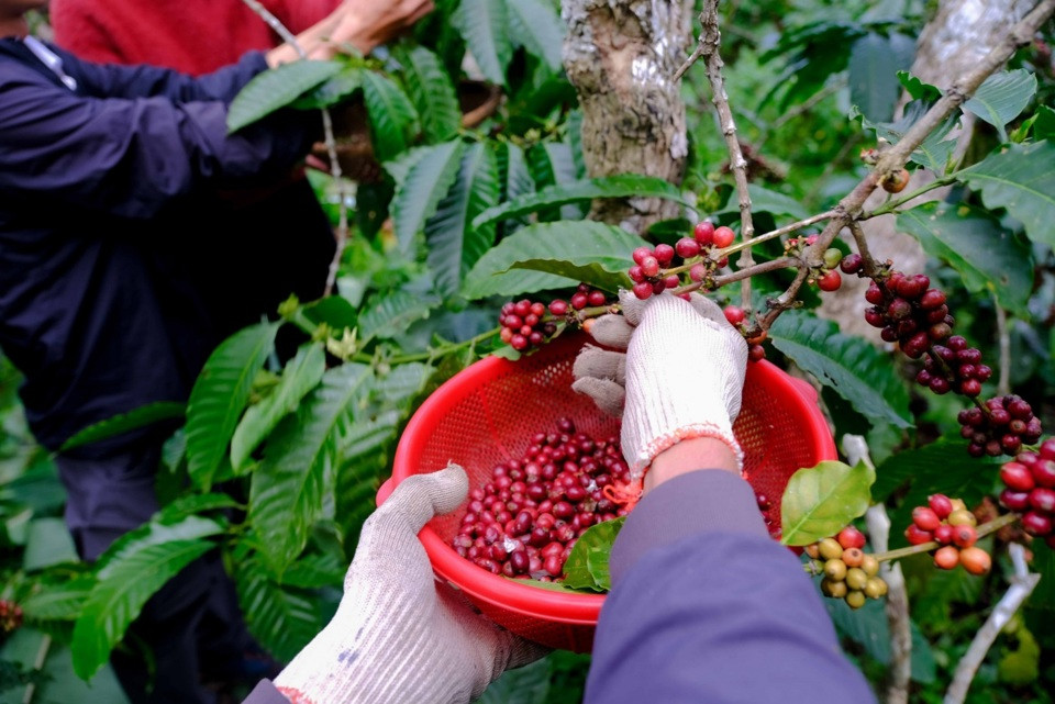 Giá cà phê hôm nay 24/2/2025: nhận định cà phê tuần này, Robusta tăng, Arabica giảm