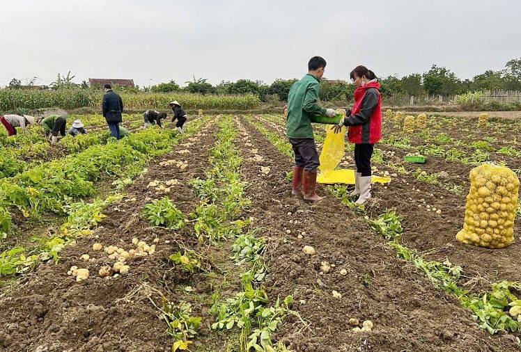 Trồng loại củ 'làm chơi ăn thật' lúc nông nhàn, bà con một huyện miền núi của Quảng Ninh bội thu 500 tấn