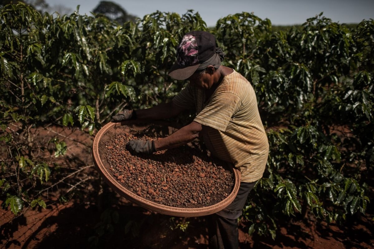 Hạn hán Brazil khiến cà phê sốc giá: Nông dân vét sạch kho, Starbucks gần 100.000 đồng/ly