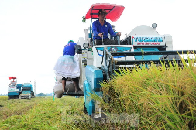 Vì sao gạo Việt xuất khẩu nhiều nhưng tiền thu về ít? ảnh 2