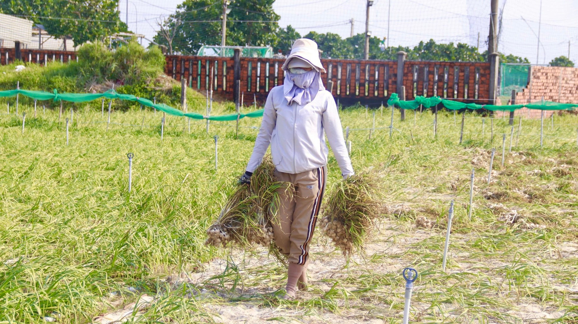 Tỏi Lý Sơn được mùa, nông dân chưa kịp vui đã méo mặt ảnh 24