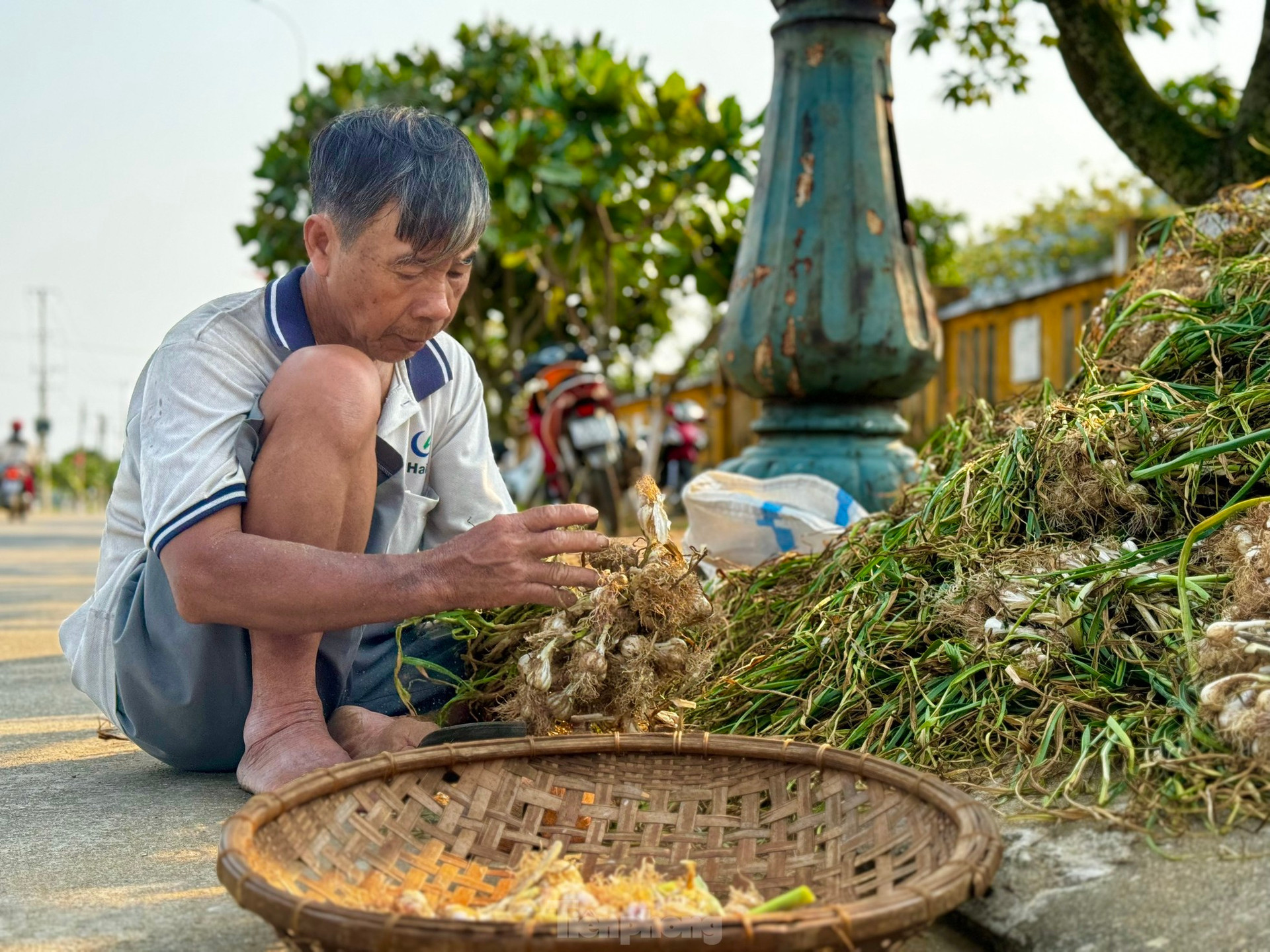 Tỏi Lý Sơn được mùa, nông dân chưa kịp vui đã méo mặt ảnh 30