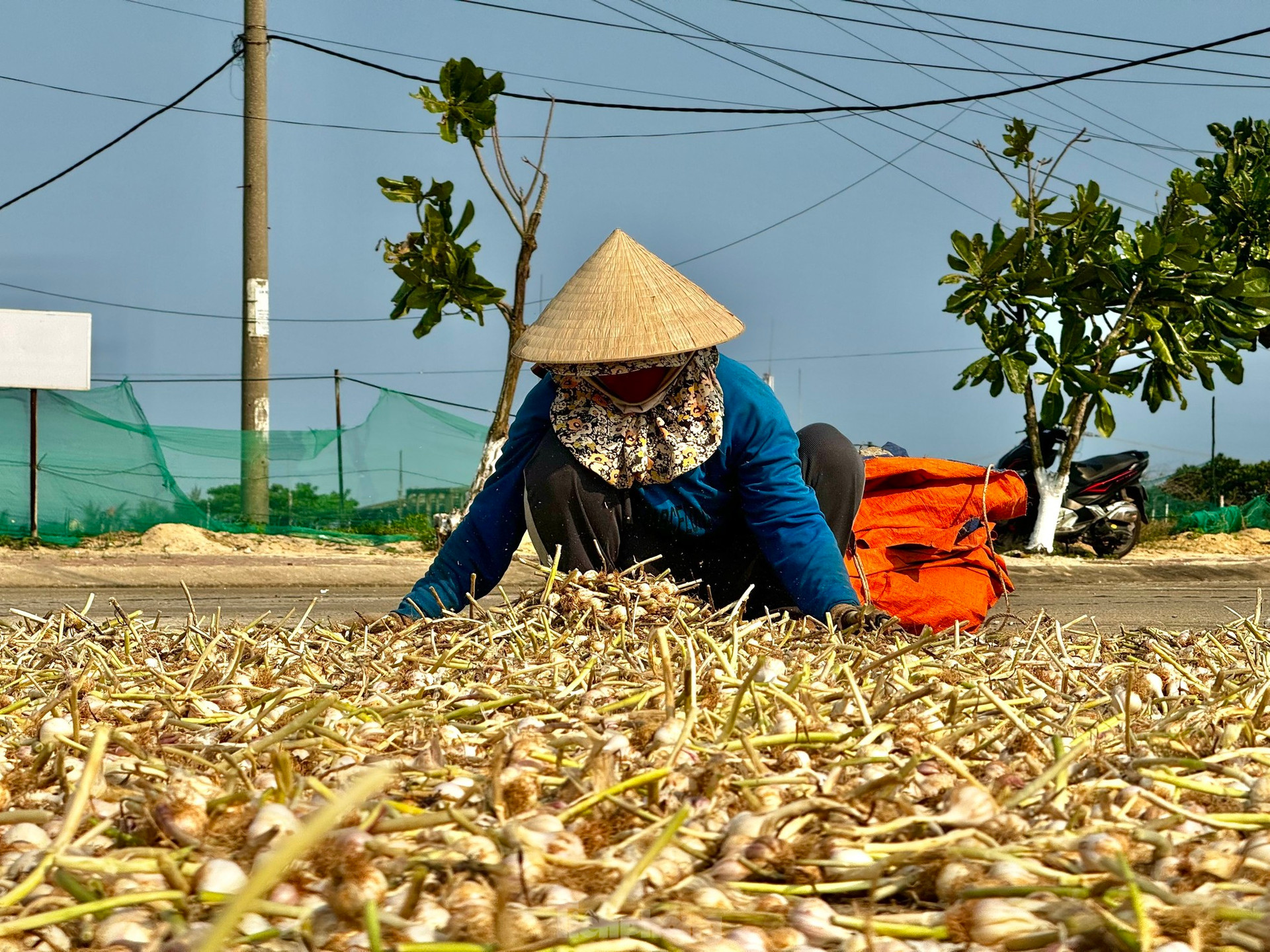 Tỏi Lý Sơn được mùa, nông dân chưa kịp vui đã méo mặt ảnh 29