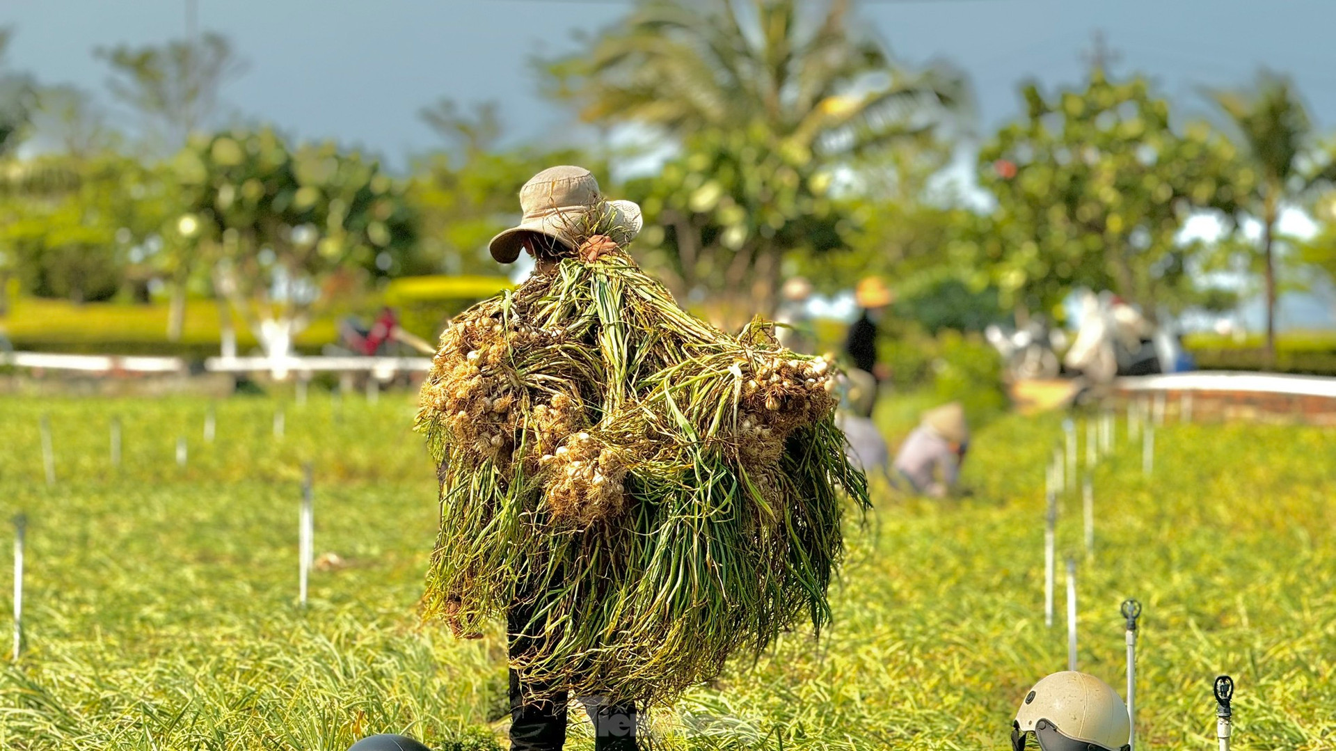 Tỏi Lý Sơn được mùa, nông dân chưa kịp vui đã méo mặt ảnh 11