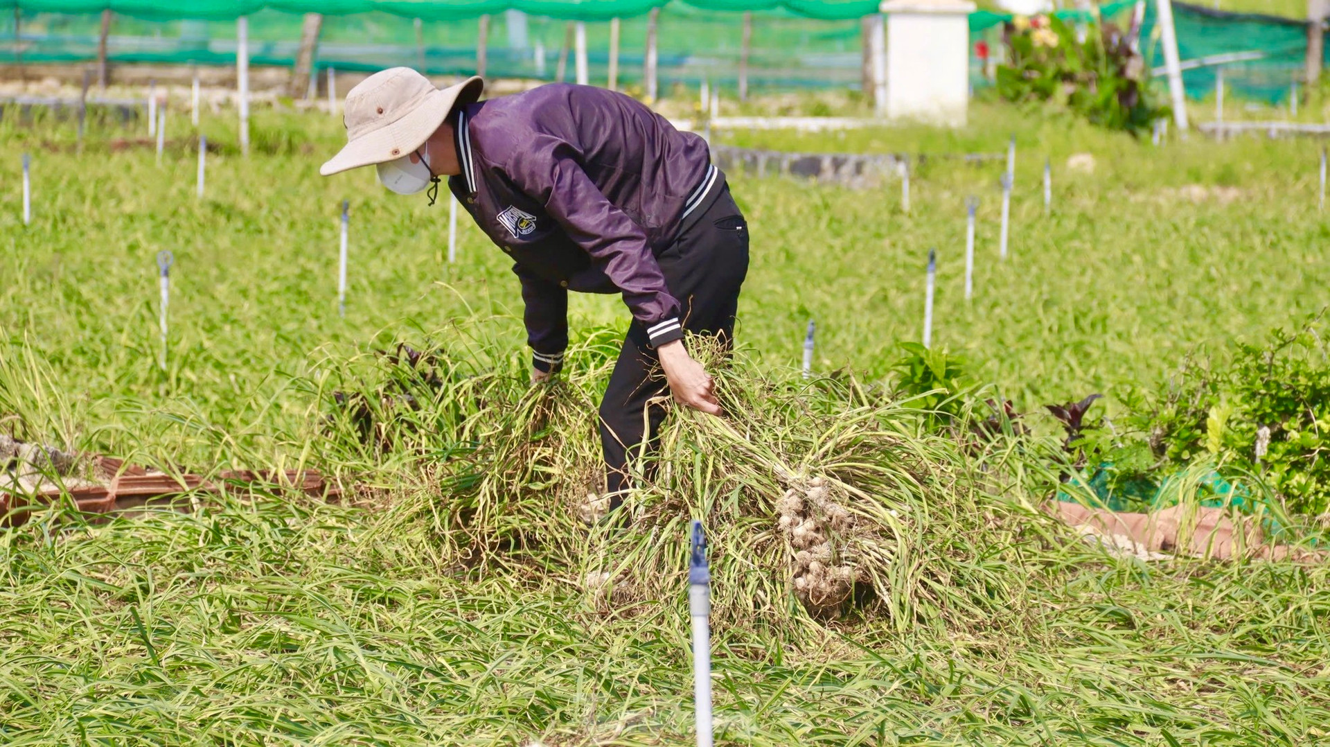 Tỏi Lý Sơn được mùa, nông dân chưa kịp vui đã méo mặt ảnh 10