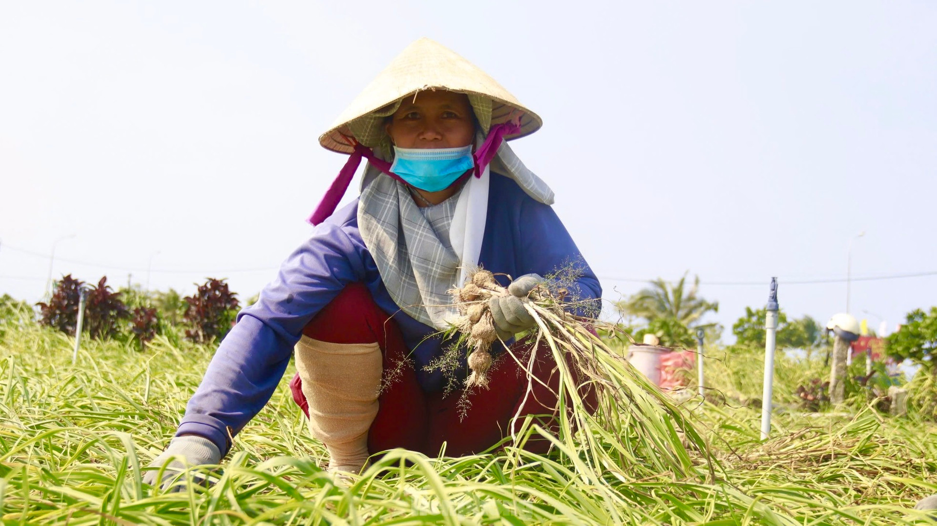 Tỏi Lý Sơn được mùa, nông dân chưa kịp vui đã méo mặt ảnh 9