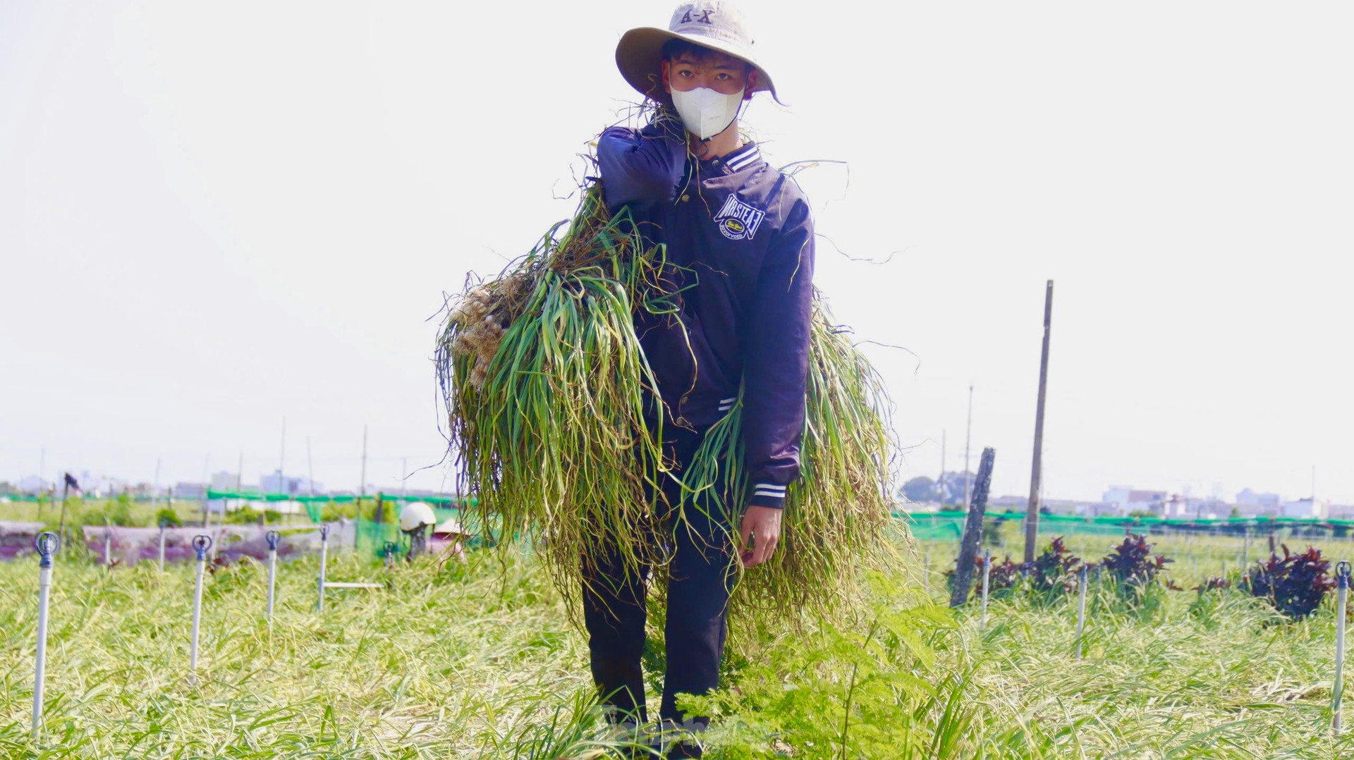 Tỏi Lý Sơn được mùa, nông dân chưa kịp vui đã méo mặt ảnh 25